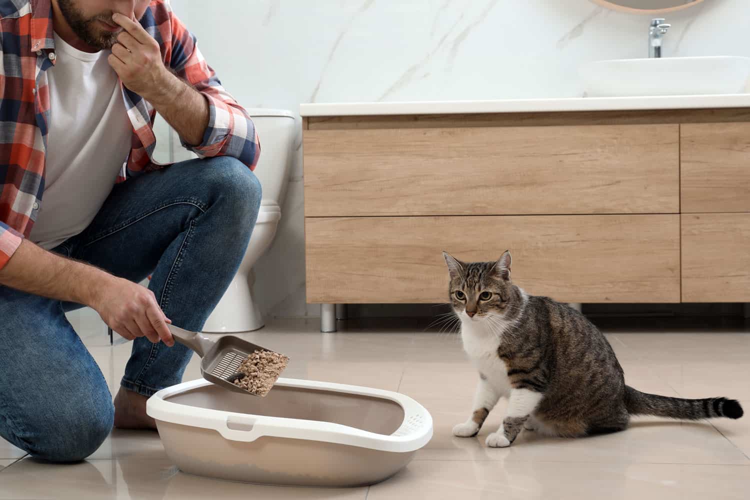 Young man in bathroom cleaning cat litter tray, holding nose due to strong odor clumping and non-clumping