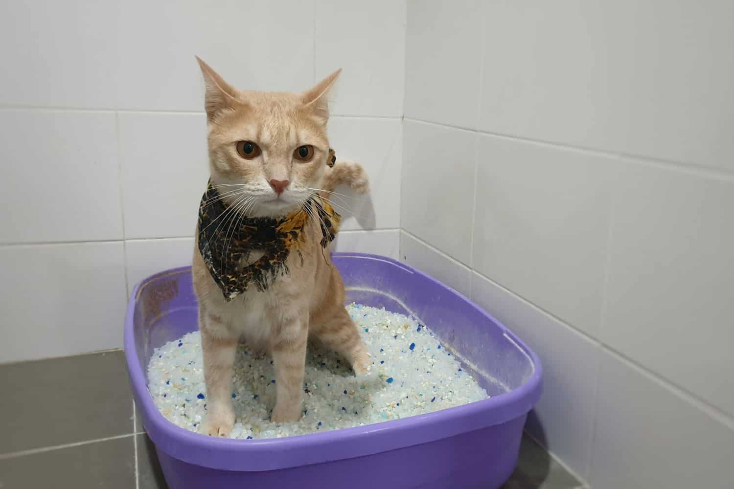 an adorable young cat wearing fashion fabric collar using silica sand crystal cat litter inside pet toilet box.
