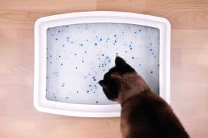 cat examines kitty litter box with eco-friendly silicate litter - Can You Wash and Reuse Crystal Cat Litter? [Answered]