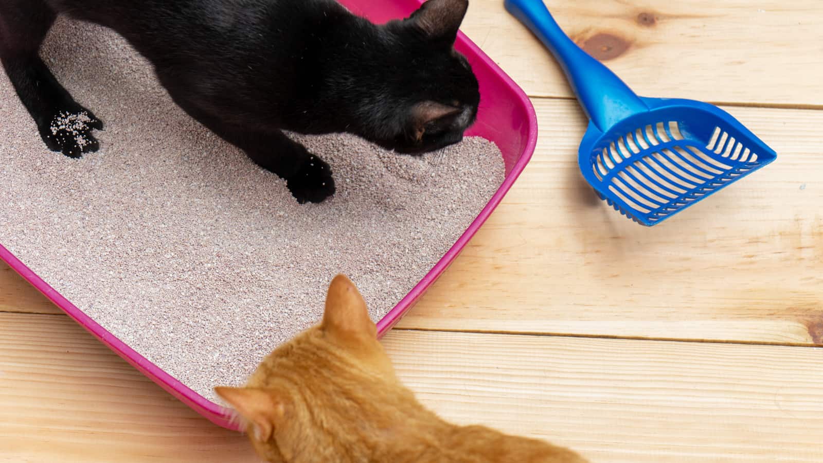 clean cat litter box with 2 cats
