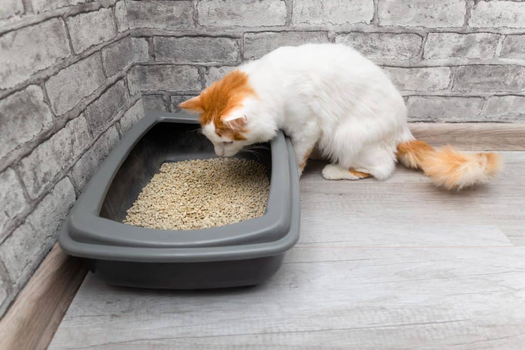 Domestic cat looks at the litter box. Cat wants to go to the toilet. Dry cat litter box - non clumping litter mixed with mix clumping litter - Can You Mix Clumping and Non-Clumping Cat Litter? [Answered]