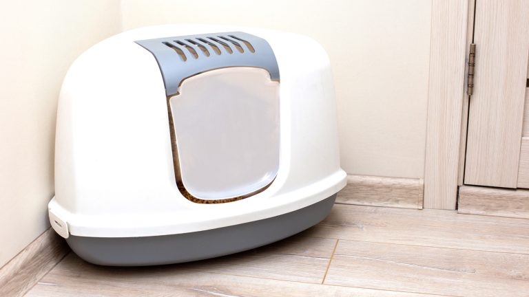 enclosed litter box for a cat, How to Clean Your Apartment Litter Box: Tips and Tricks 1600x900