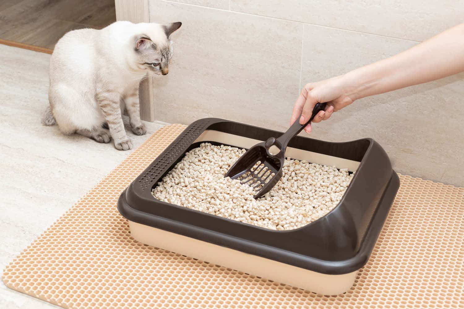 female hand cleaning cat litter box with shovel at home. Cleanliness and hygiene concept
