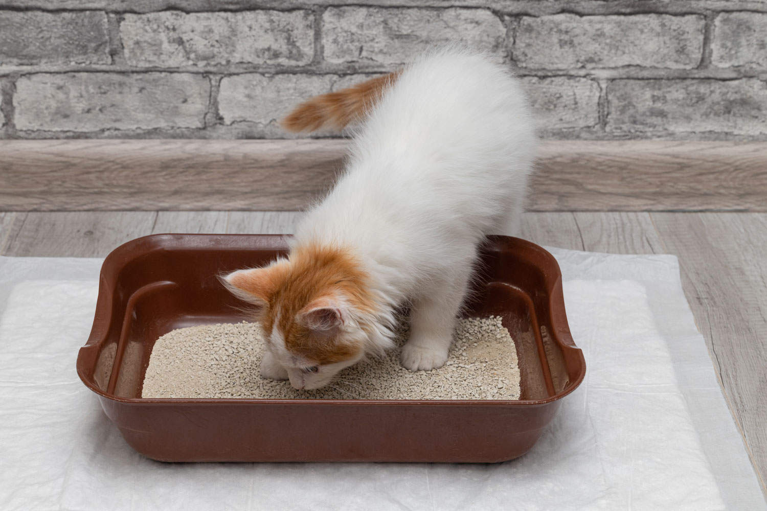 little kitten goes to the toilet in the tray. litter box training. raising a kitten
