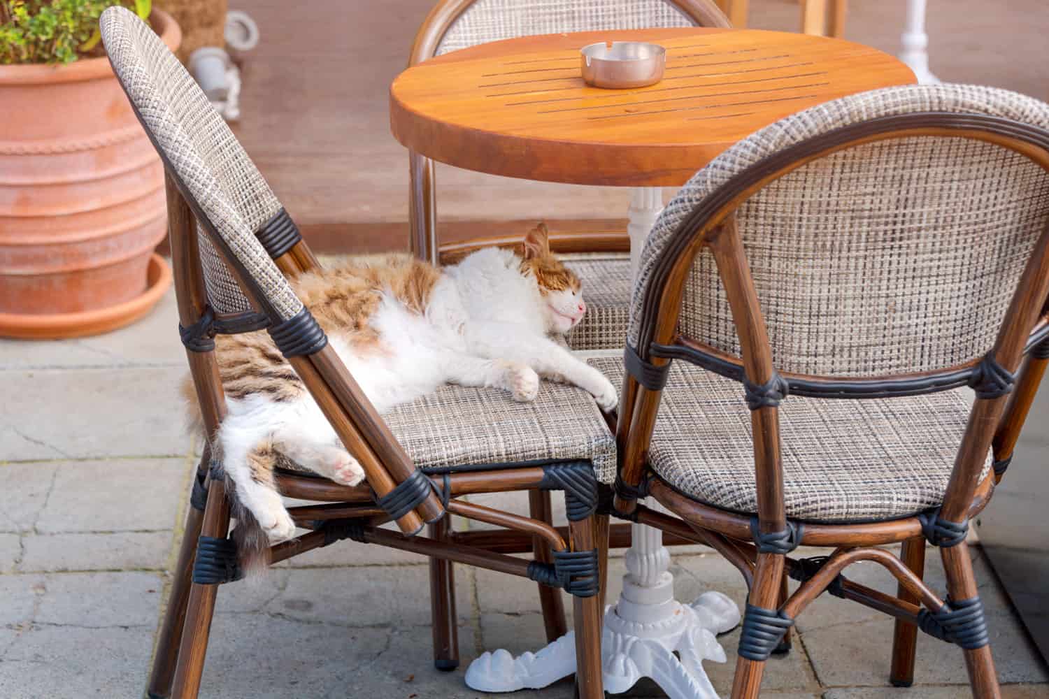 n adorable feral cat is peacefully sleeping on a chair at a street restaurant.