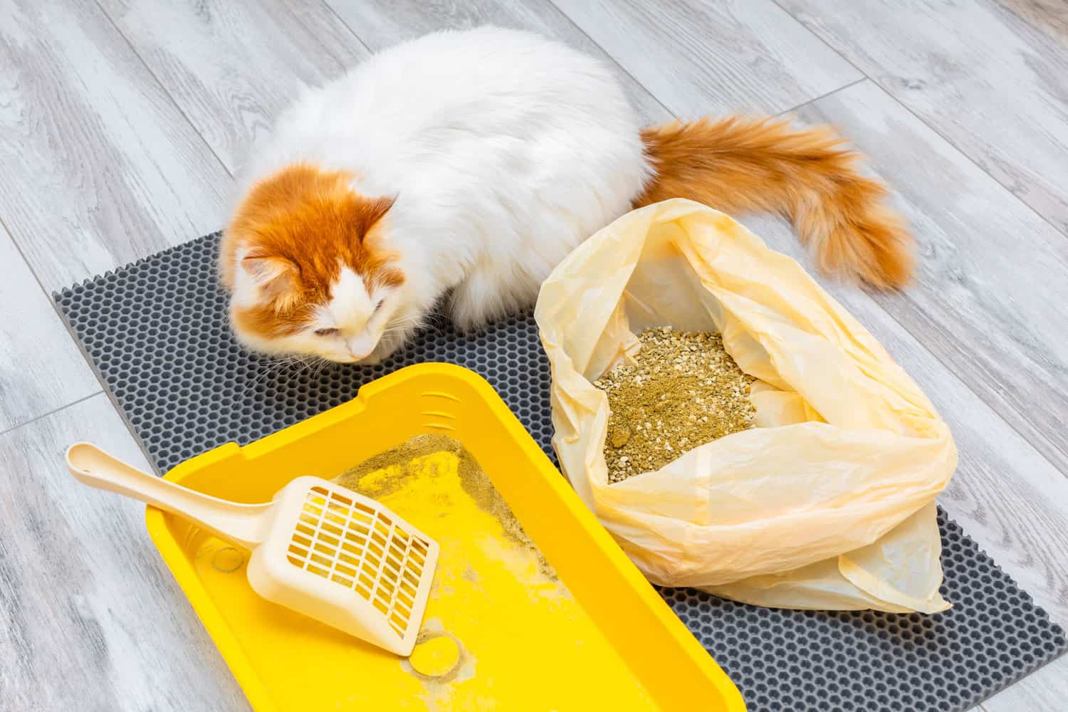replacing dry litter in a cat litter box. cleaning up used cat litter. cat watching cat litter cleaning. High quality photo clumping and non-clumping
