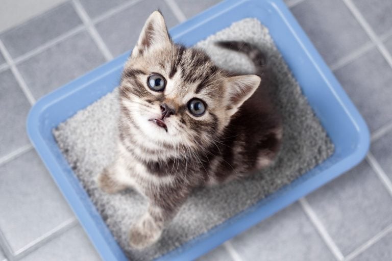 Cute Persian kitten watching his owner while sitting on the litter box