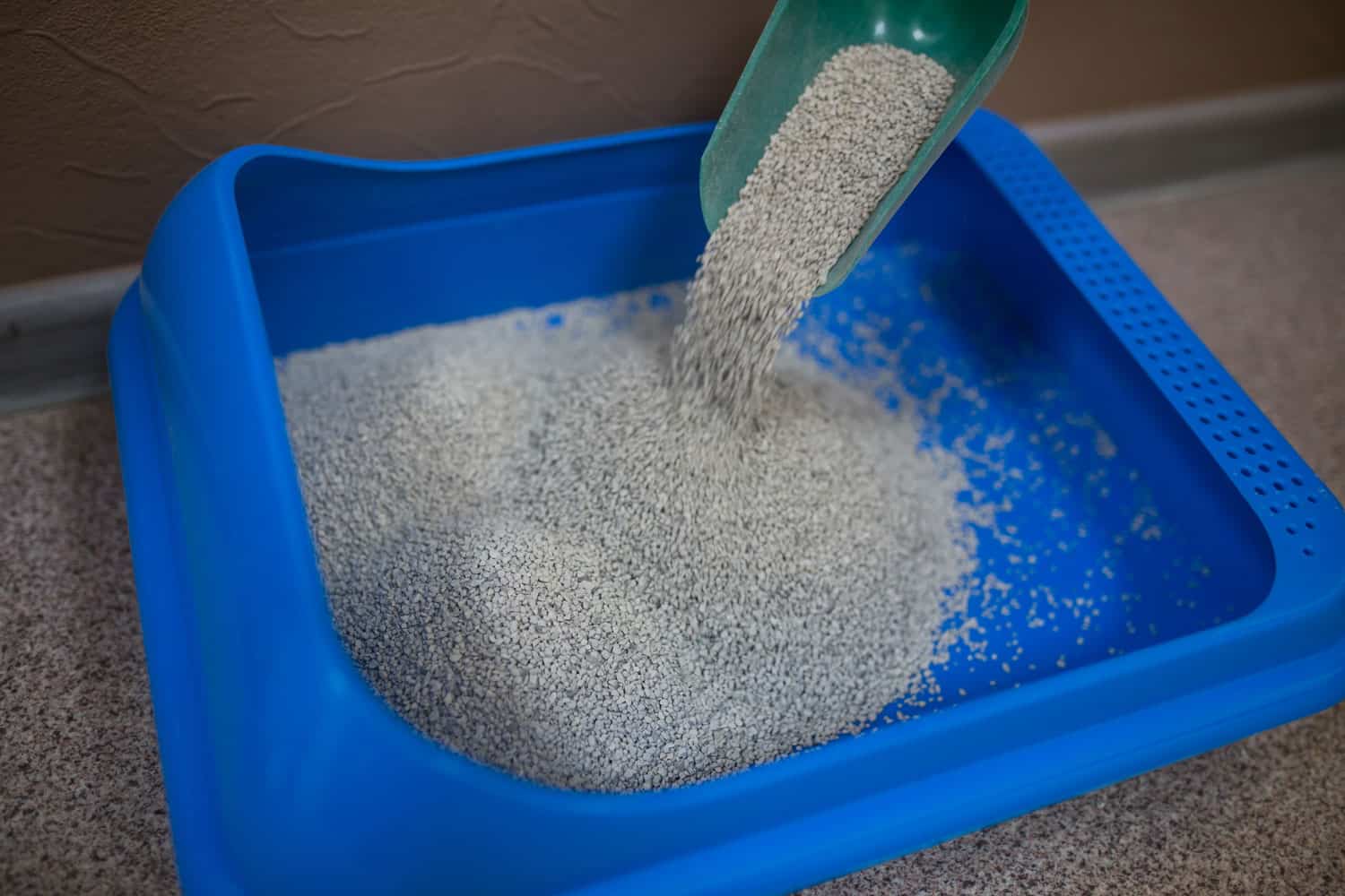 Pouring cat litter onto blue litter box - can you litter box train a chihuahua