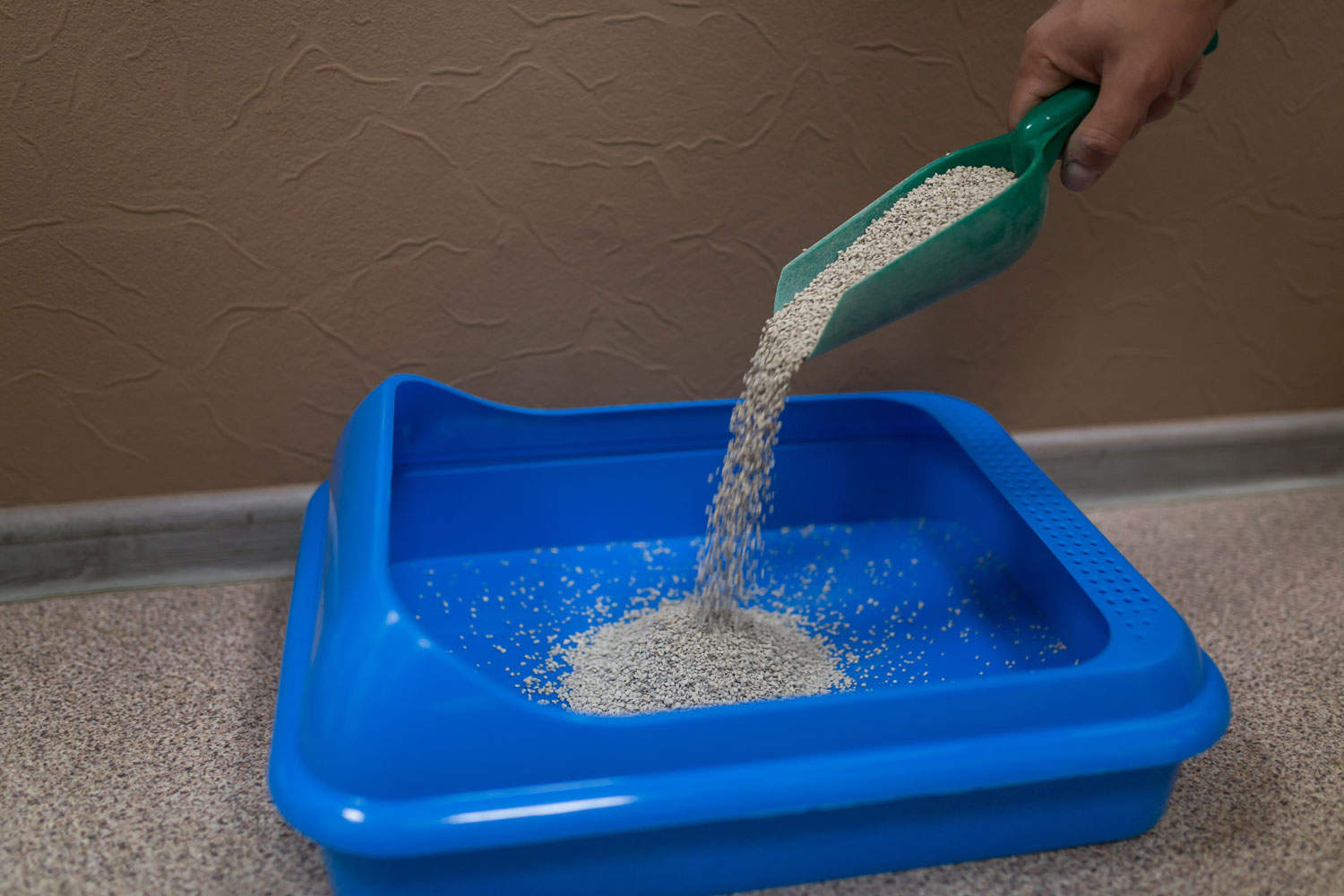 Pouring cat litter to blue litter box