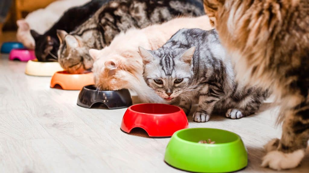 Cats eating inside the house, 5 or 6 Cats Here's How Many Litter Boxes You'll Need - 1600x900