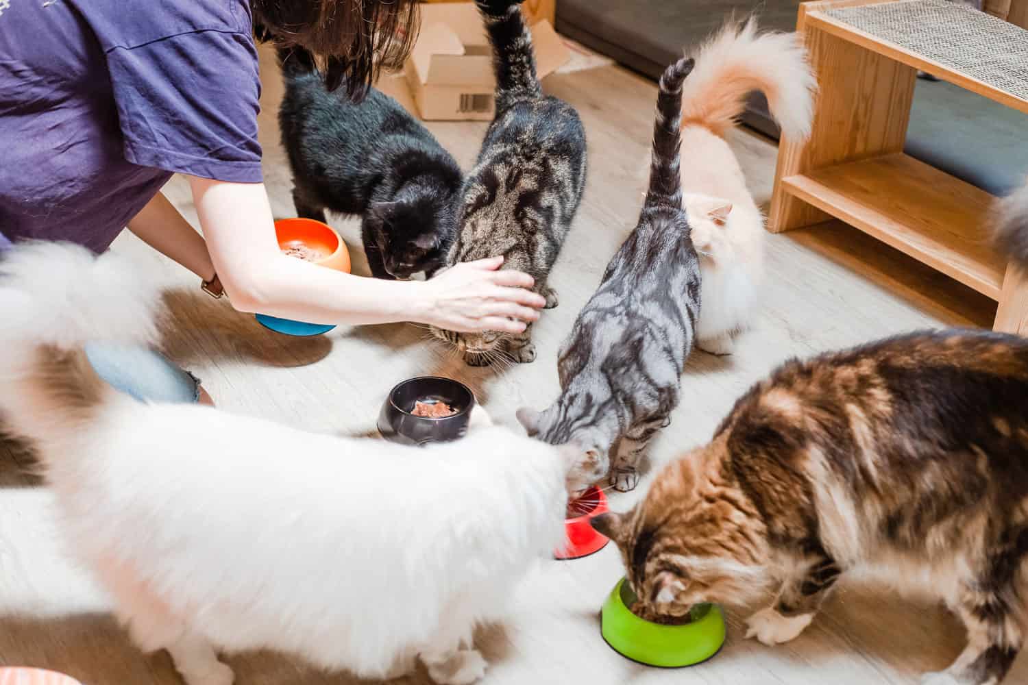 Cats eating their food in the house