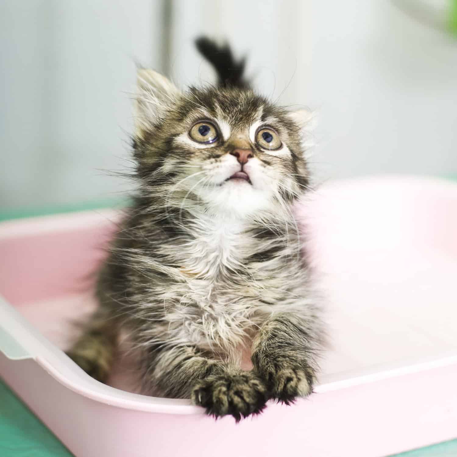 A cute kitten watching his owner from the litter box