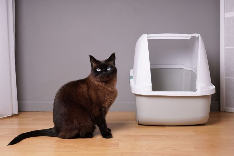 A cat sitting next to his litter box