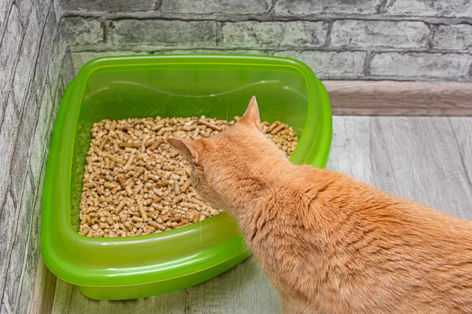 Ginger cat looking into litter box