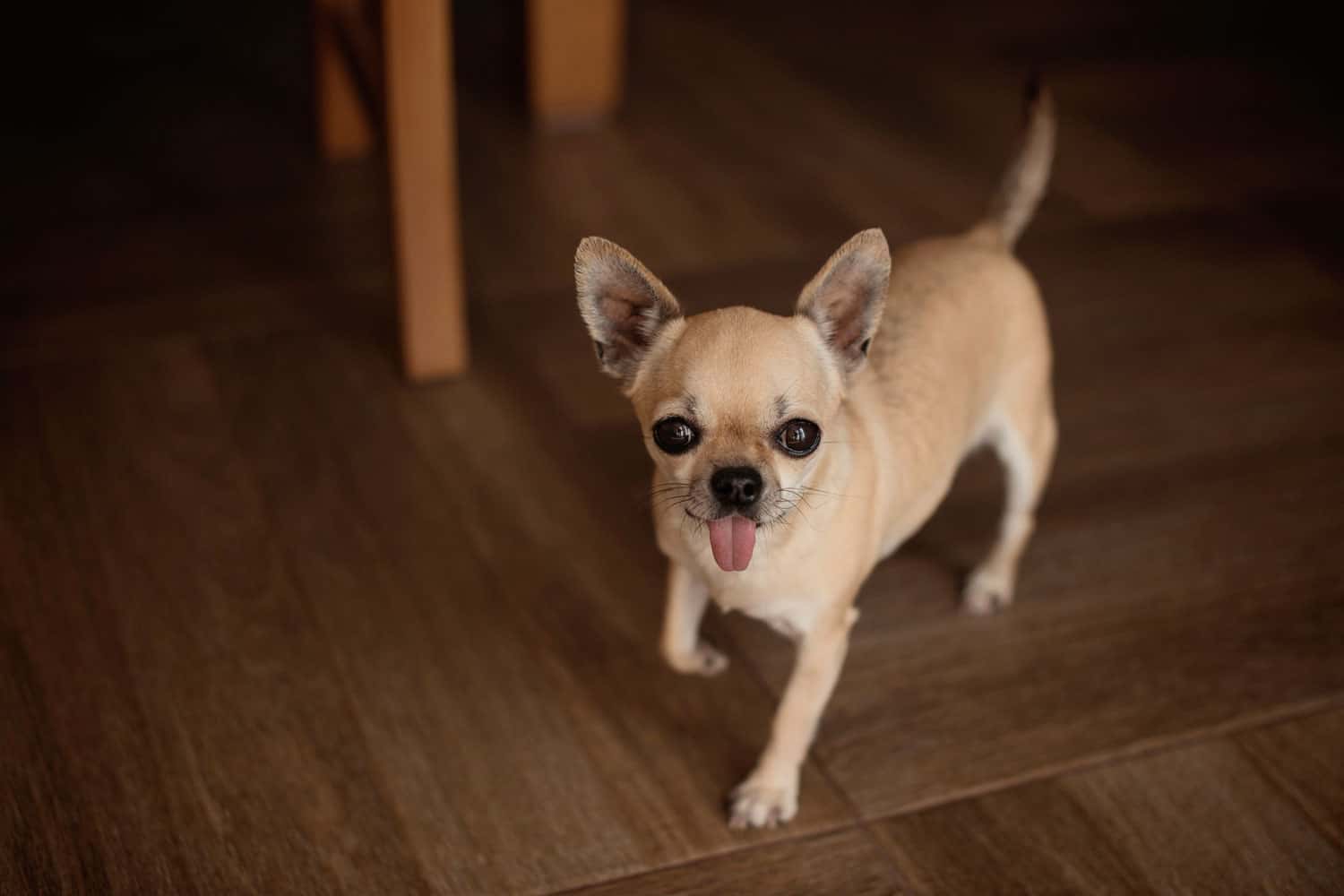 A Chihuahua showing his owner its tongue - can you litter box train a chihuahua