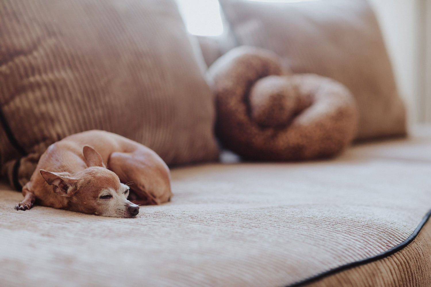 A cute chihuahua sleeping on the couch
