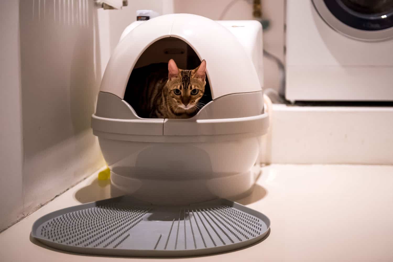 A cat pooping inside his litter box