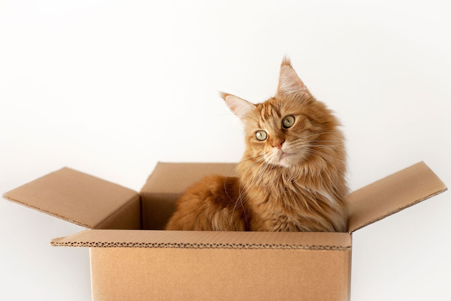 A cardboard box with a mainecoon cat
