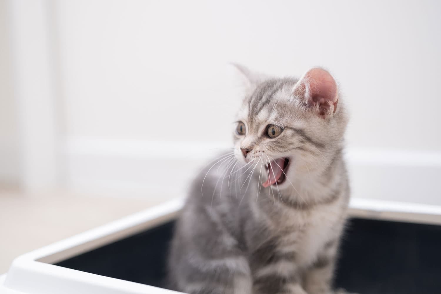 A cute tabby cat yawning