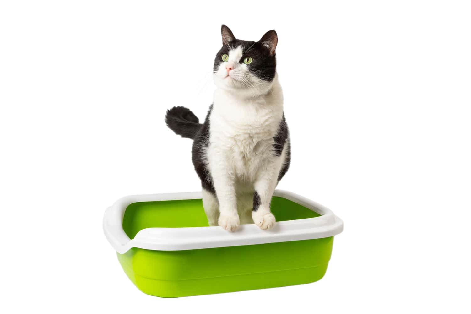 Tuxedo cat pooping in his green cat litter box