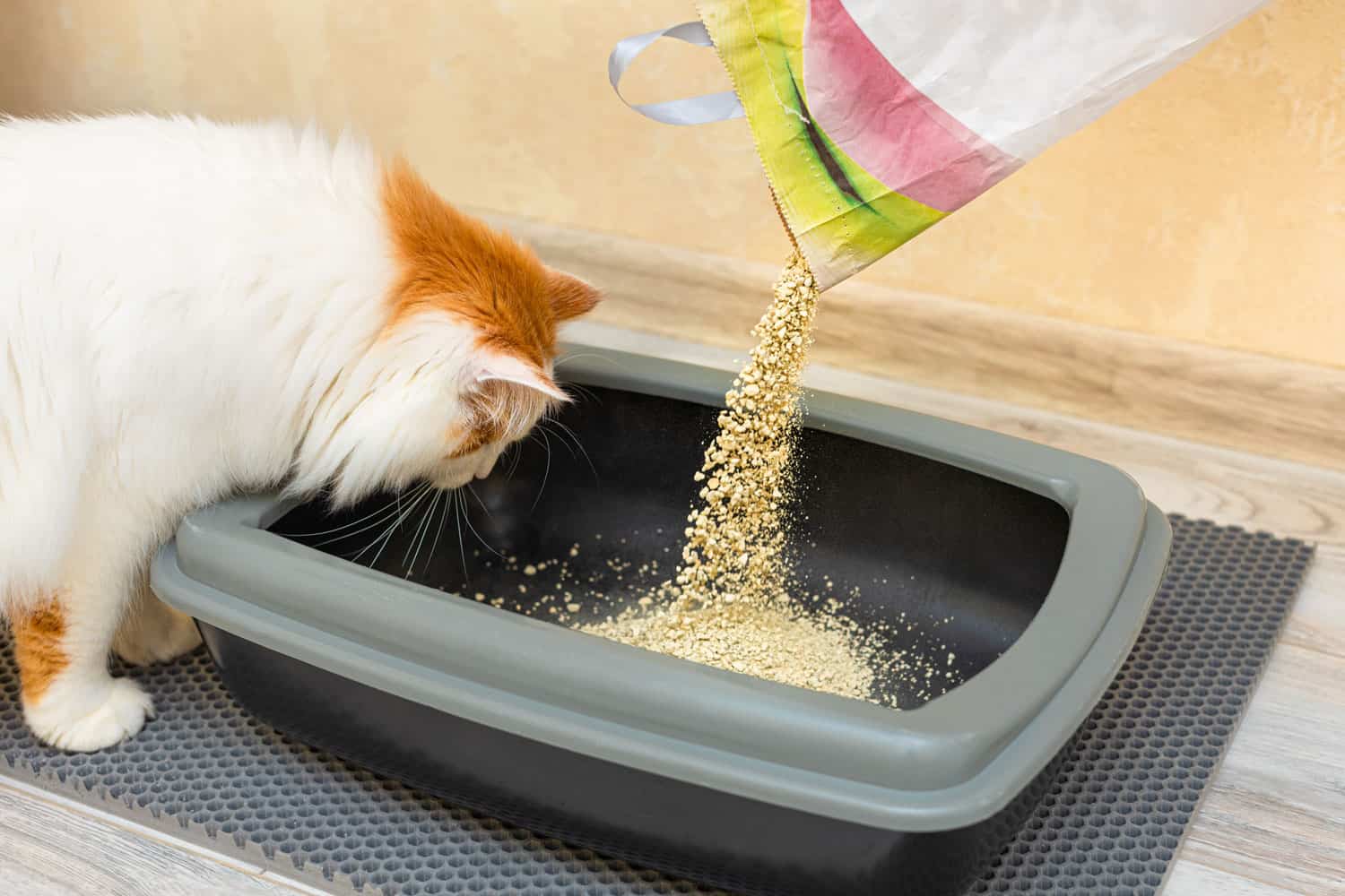 Owner pouring cat litter and cat watching him do it