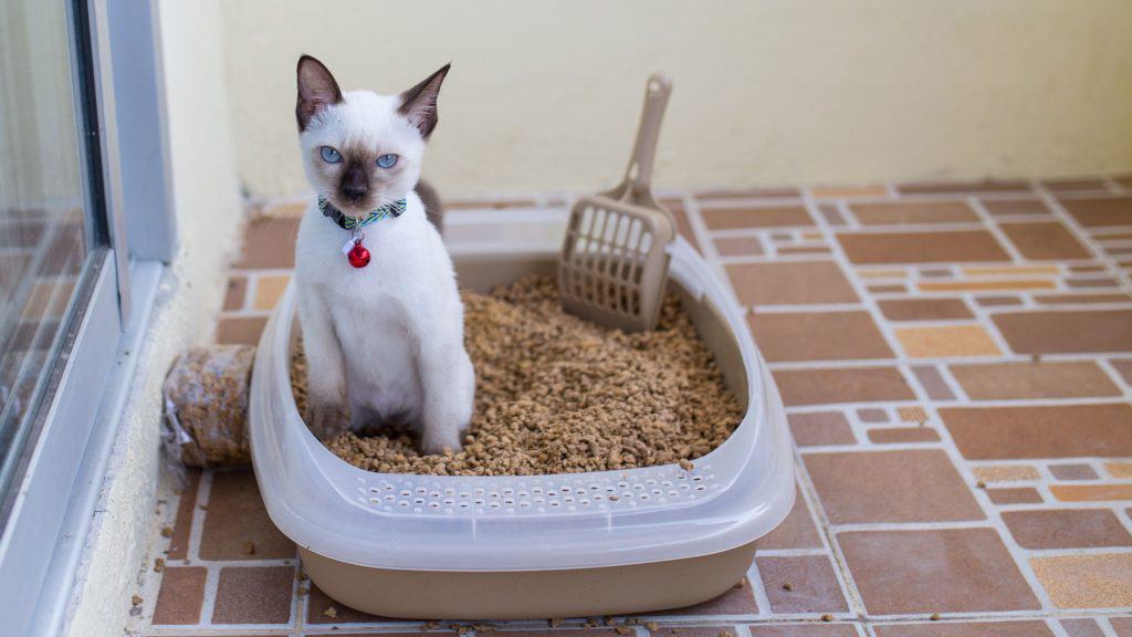 A cute white cat pooping inside his litter box, 4 Reasons Your Cat Is Pooping Outside the Litter Box and Tips to Follow - 1600x900