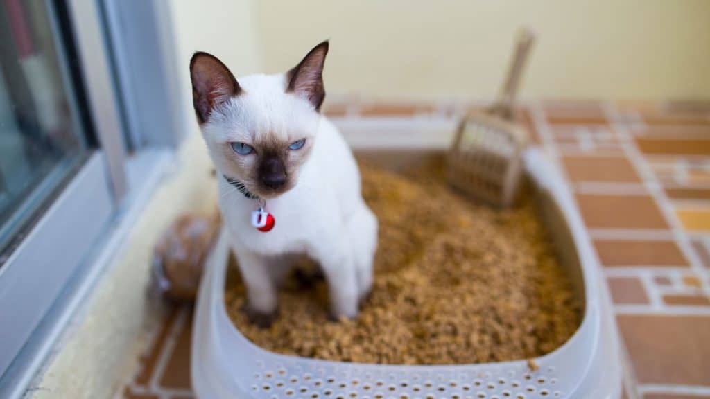 A siamese cat pooping in his litter box, Cat Stands On Edge Of Litter Box To Poop - Why? [Answered] - 1600x900