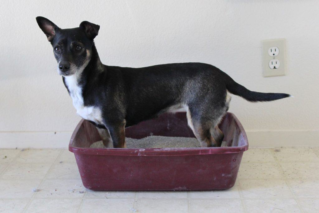 A silly Chihuahua standing inside a cats litter box