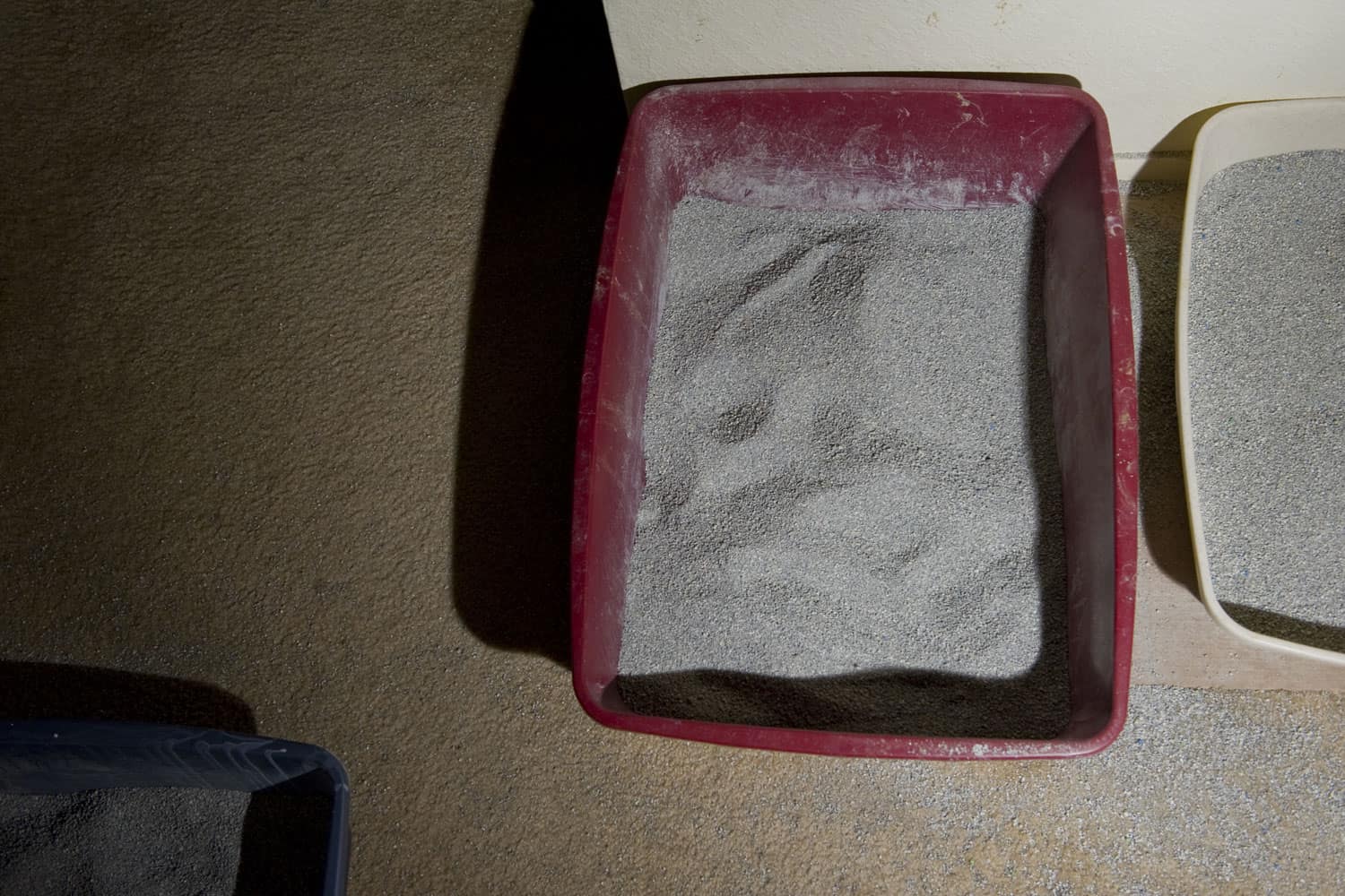 A litterbox filled with cat litter
