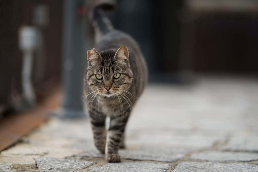tabby feral cat with notched ear walking along the cobblestone street - Do Feral Cats Know How To Use A Litter Box? [Answered]