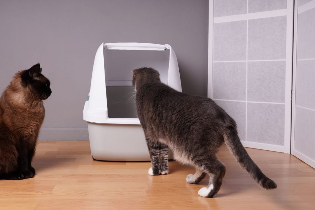 The other cat is watching the other cat while it's using the litter box - Why Does My Cat Watch My Other Cat Use The Litter Box? [Answered]