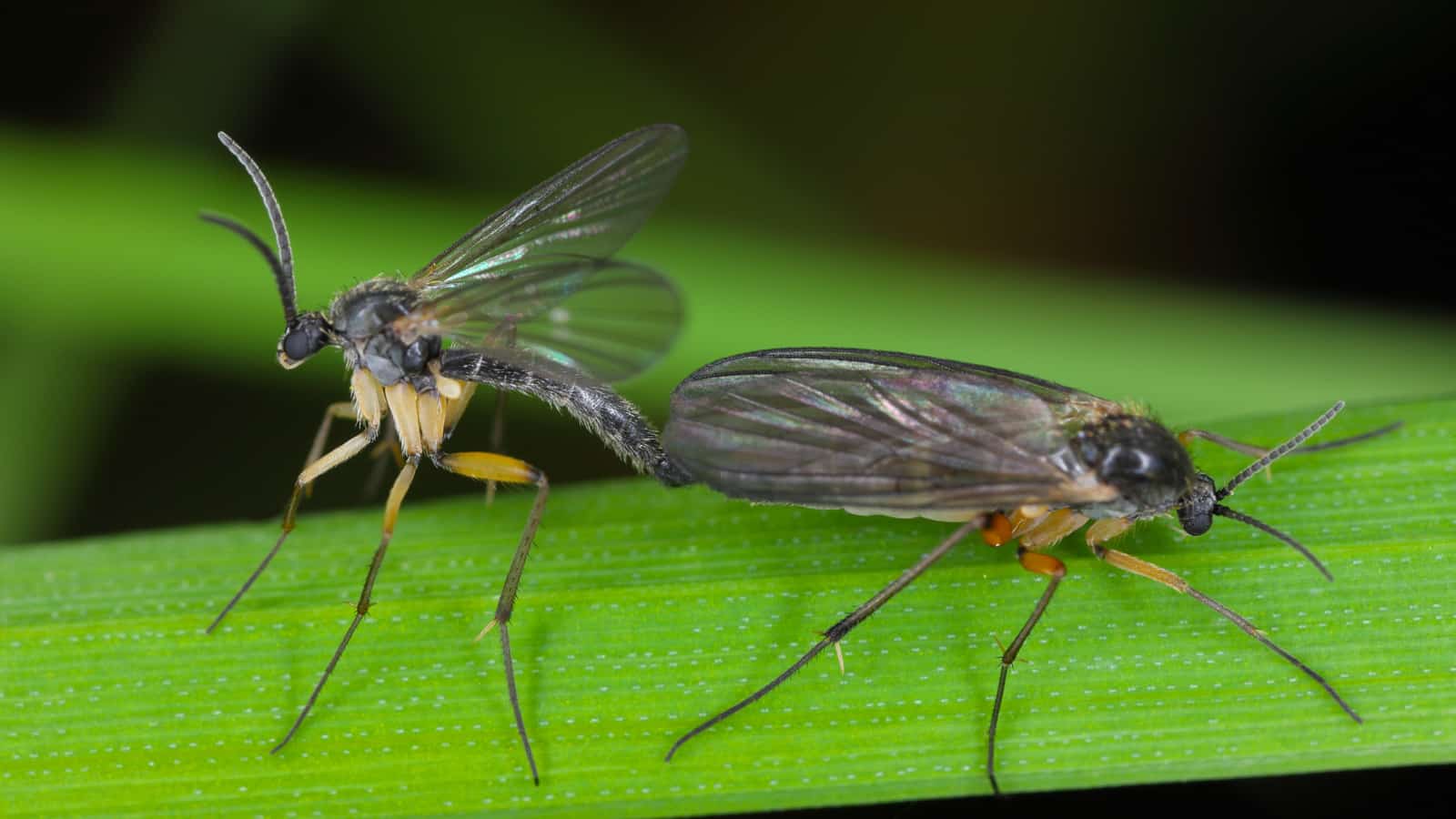 Dark-winged fungus gnat (Sciaridae sp), fauna of the soil, insects in the process of copulating