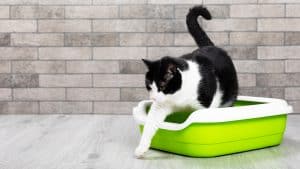 The cat is sitting in a litter box on the floor in a room with gray brick walls1600x900