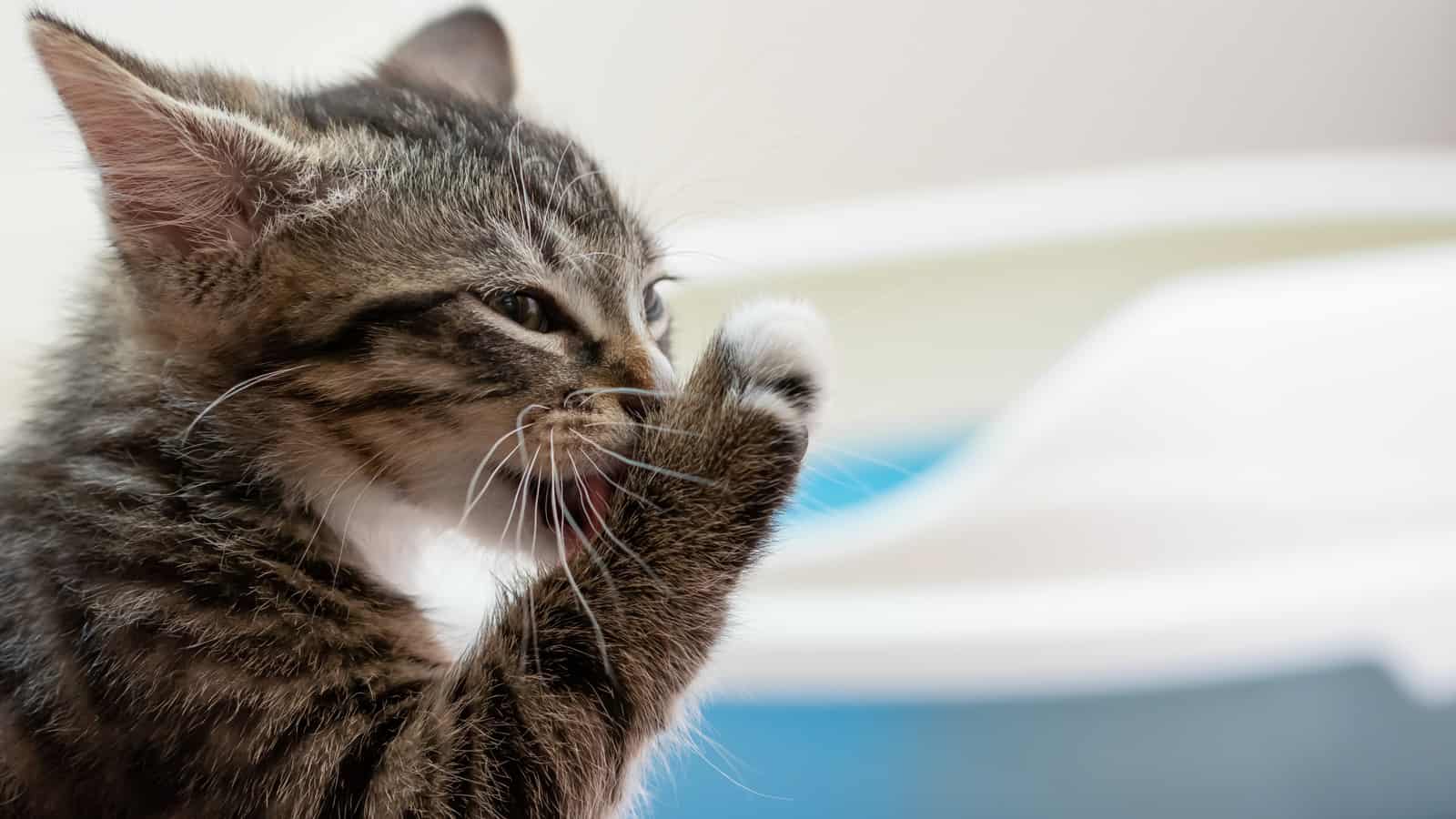 A cute tabby kitten washes his paw after visiting his litter box