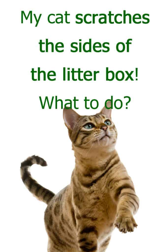 Pinterest Pin - cat scratches side of the litter box